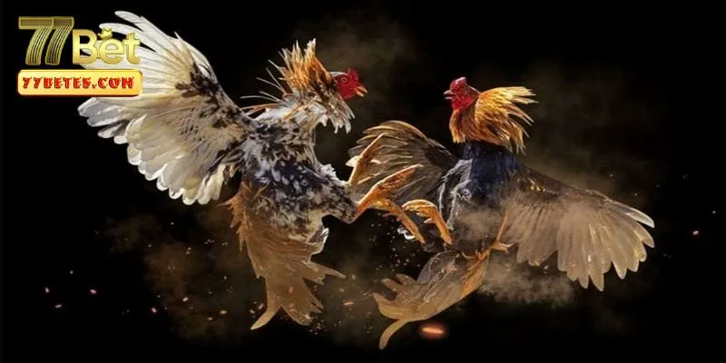 da-ga-cua-dao-2