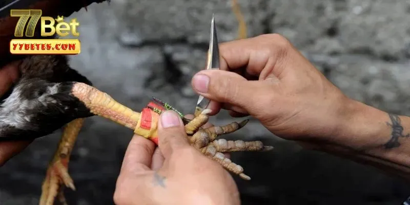 da-ga-cua-dao-3